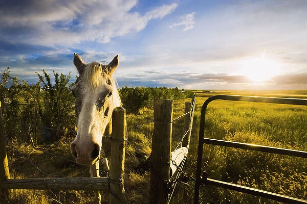 Horse At Sunset Near Moose Jaw, Saskatchewan