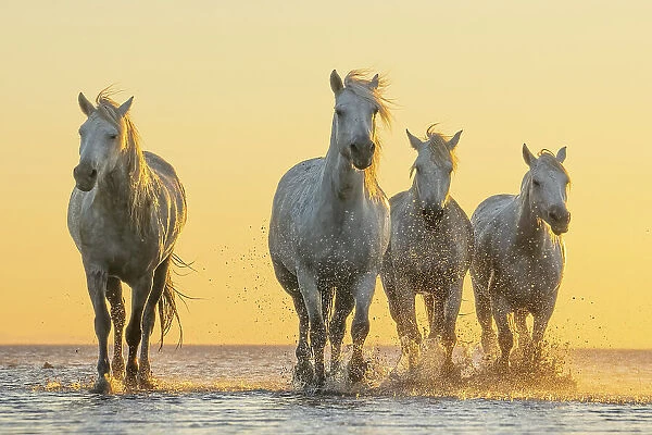 Horses Fine Art Sunrise Animal Powerful