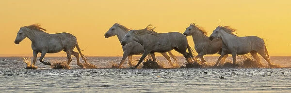 Horses Fine Art Sunrise Animal Powerful Panorama