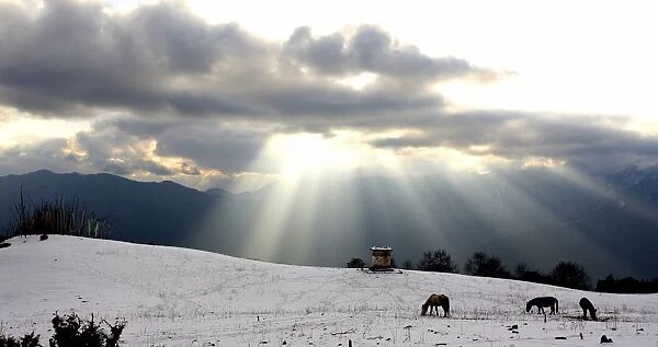 Horses Grazing In Field In Himalayas At Sunset