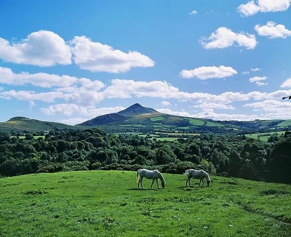 Two Horses Grazing In A Field, Powerscourt Estate, County Wicklow, Republic Of Ireland
