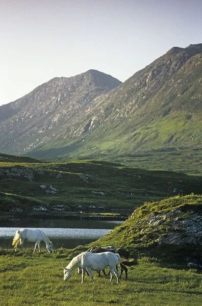 Horses Grazing On A Landscape, County Kerry, Republic Of Ireland