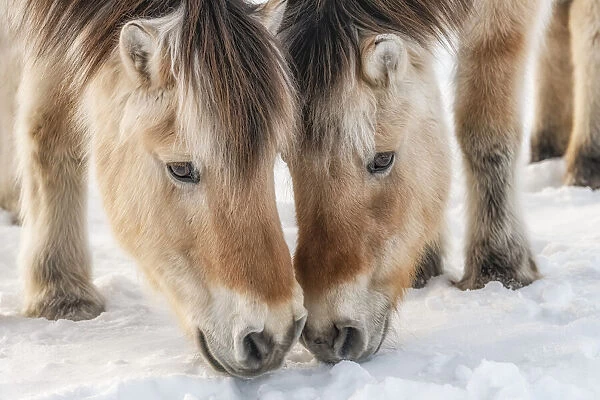 Horses nibbling on the snow