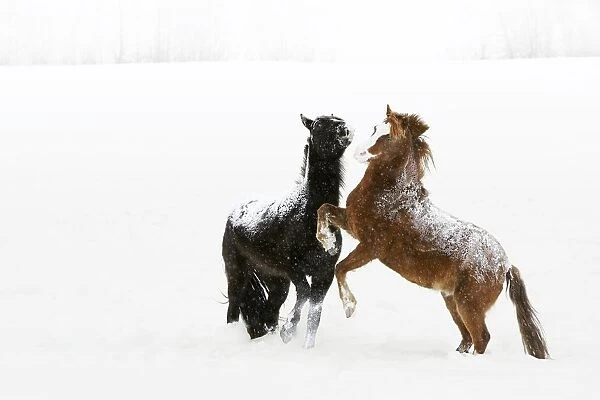 Horses Prancing In The Snow