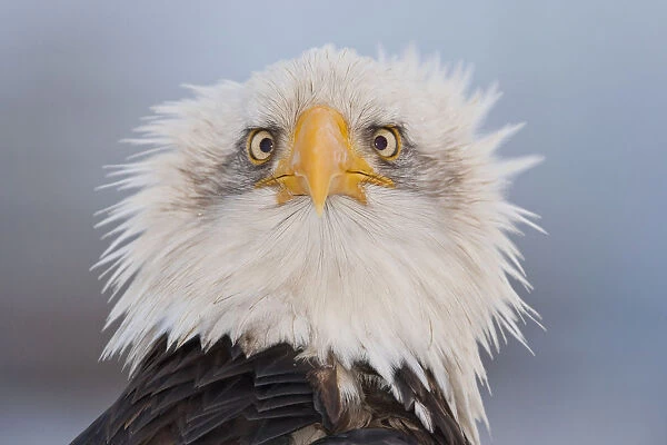 Humorous Portrait Of A Young Eagle, Homer Spit, Kenai Peninsula, Alaska, Winter