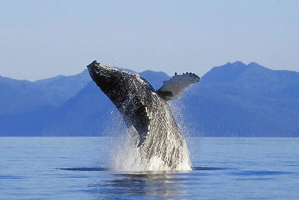 Humpback Whale Breaching In Inside Passage Se Ak Summer