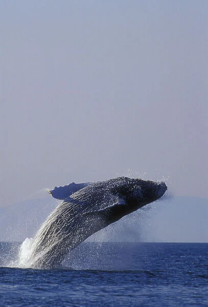 Humpback Whale Breaching In Inside Passage Se Ak Summer Backlit