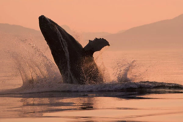 Humpback Whale Breaching @ Sunset W  /  Coast Mountains Background Inside Passage Se Alaska Summmer