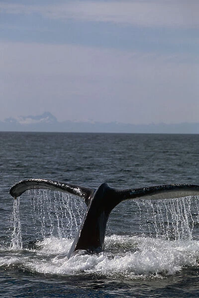 Humpback Whale Fluke Frederick Sound Se Ak Summer