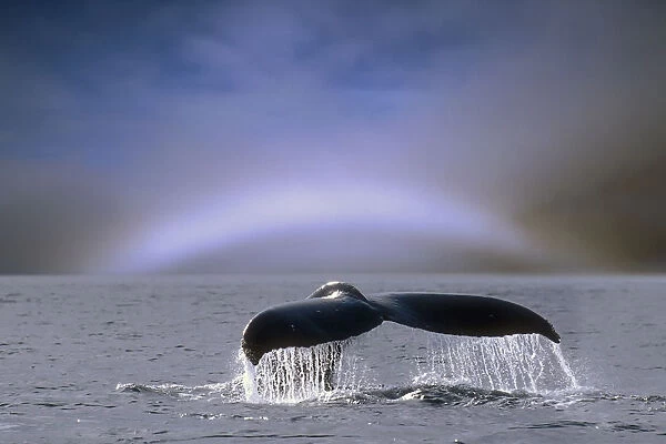 Humpback Whale Fluke On Surface Of Water W  /  Fogbow On Horizon Se Alaska Summer Composite