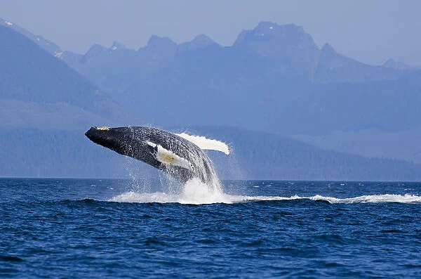 Humpback Whale In Inside Passage Leaping Out Of The Water Southeast Alaska Summer