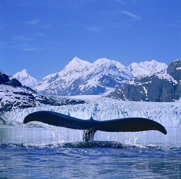 Humpback Whale (Megaptera Novaeangliae) Lifting Flukes, Margerie Glacier In Background, Blue Sky
