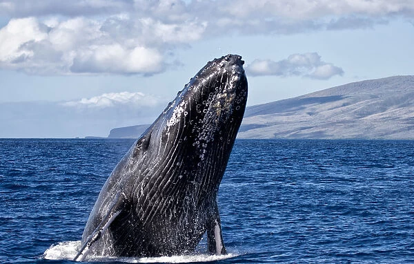 Humpback Whale (Megaptera Novaeangliae) Breaching In The Pacific Ocean Off A Hawaiian Island; Hawaii, United States Of America