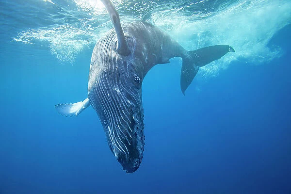 NA. Humpback whale, Megaptera novaeangliae, underwater, Hawaii