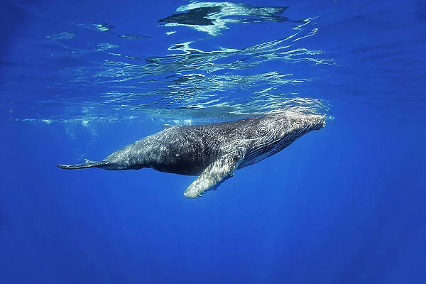 NA. Humpback whale, Megaptera novaeangliae, underwater, Hawaii
