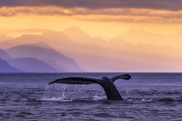 Humpback Whale (Megaptera Novaeangliae) At Sunset, Lynn Canal, Chilkat Mountains, Inside Passage