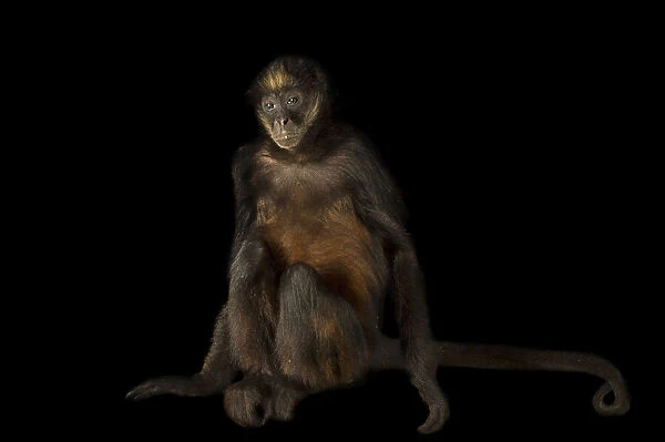 Hybrid spider monkey portrait