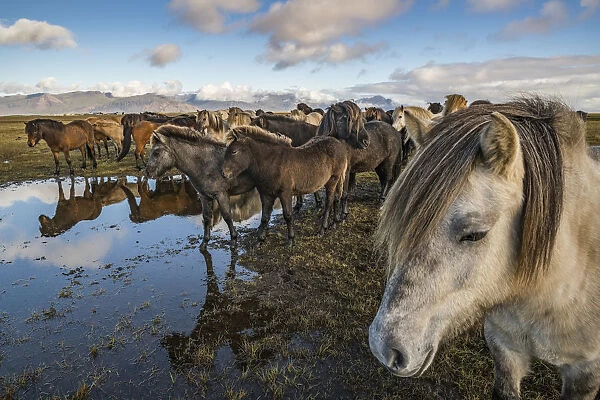 Icelandic Horses; Iceland