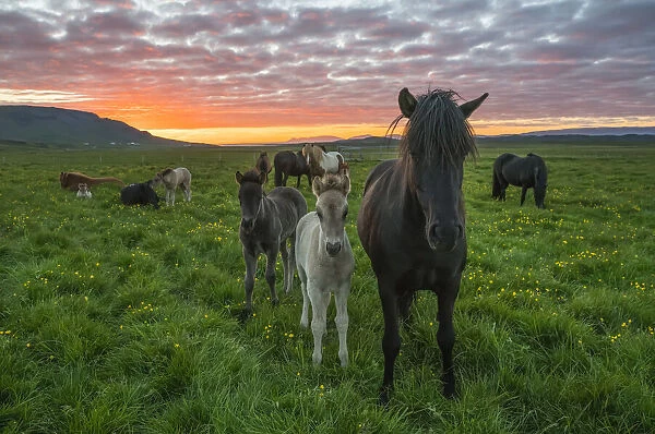 Icelandic horses walking in a grass field at sunset; Hofsos, Iceland