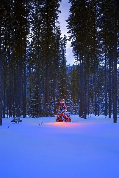 Illuminated Christmas Tree In The Woods