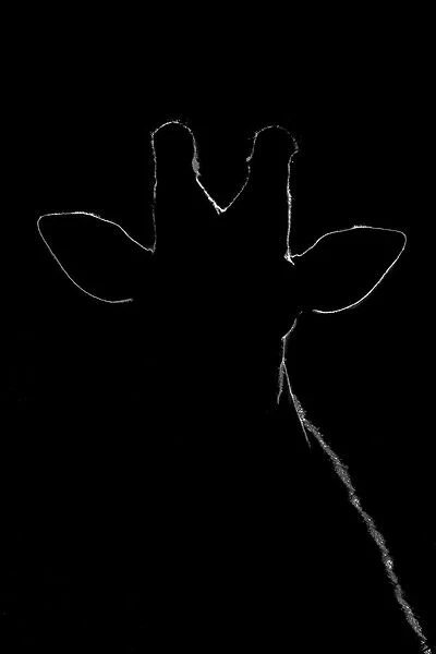 Illuminated outline of silhouetted Southern giraffe