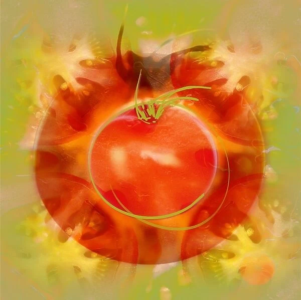 Illustration Of Tomato