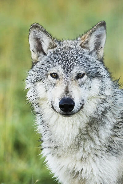 Immature Female Wolf (Canis Lupus), Captive At The Alaska Wildlife Conservation Center, South-Central Alaska; Portage, Alaska, United States Of America