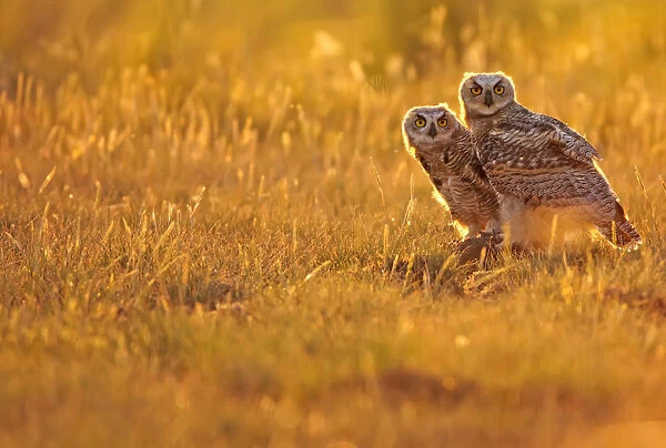 Immature Great Horned Owls Backlit In A Grass Field, Saskatchewan