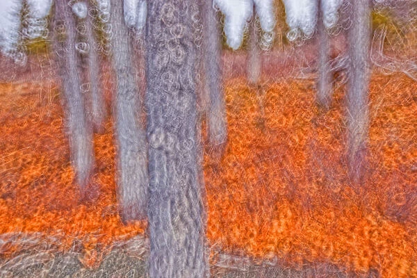 Impressionistic View Of Trees Along The Shore Of Kathleen Lake, Kluane National Park, Yukon. Done With Intentional Camera Motion