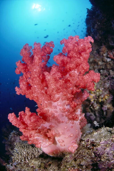 Indonesia, Alcyonarian Coral Large Pink, Reef Scene In Blue Ocean With Sunburst