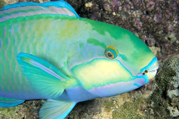 Indonesia, Bleekers Parrot Fish (Scarus Bleeker) Close-Up Side View, Colorful