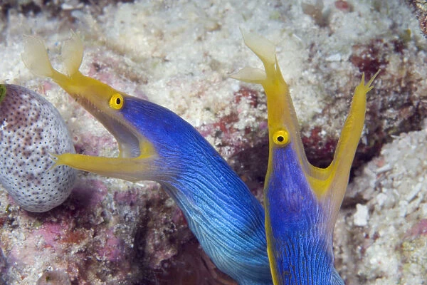Indonesia, Blue Ribbon Eel Pair (Rhinomuraena Quaesita) Head Peeks From Coral