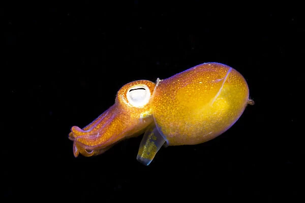 Indonesia, Bottletail Squid (Sepiadarium Kochi); Komodo