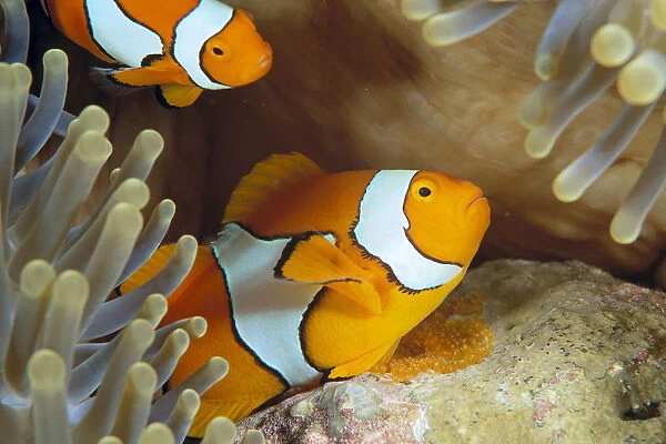 Indonesia, Clownfish Guards Egg Mass (Amphiprion Percula)