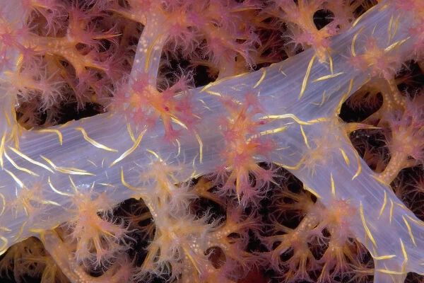 Indonesia, Eggs Can Be Seen Through The Translucent Flesh Of This Alcyonarian Coral (Dendronephthya)