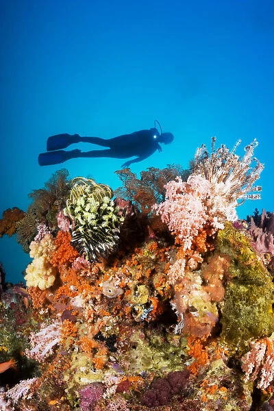 Indonesia, Illuminated Colorful Reef And Silhouette Of Diver