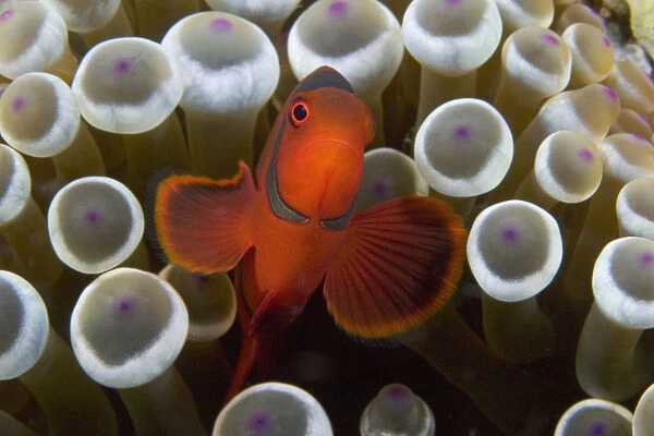 Indonesia, Male Spine-Cheek Clownfish (Premnas Biaculeatus) Within Sea Anemone (Entacmaea Quadricolor)