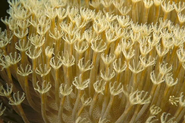 Indonesia, Yellow Soft Coral (Sarcophyton Sp?) Close-Up