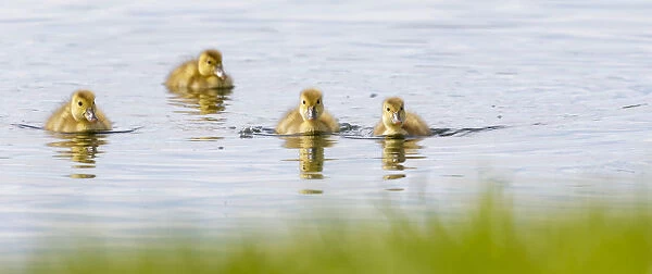 Inquisitive Ducklings; Baie-Du-Febvre, Quebec, Canada