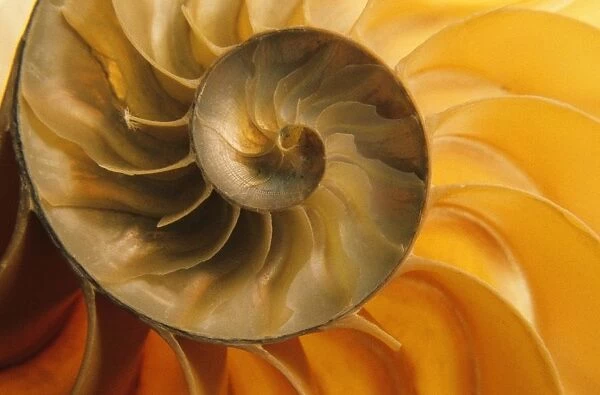 Inside Of Nautilus Shell