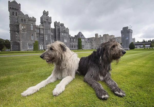 Two Irish Wolfhounds rest on the grounds of Ashford Castle, a luxury hotel in Cong, Ireland