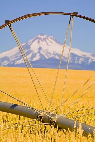 Irrigation Pipe In Wheat Field With Mount Hood In Background; Oregon, Usa