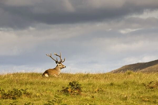 Island Of Islay, Scotland; Buck Resting On A Hill