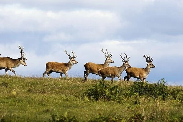 Isle Of Islay, Scotland; Deer On The Top Of A Hill