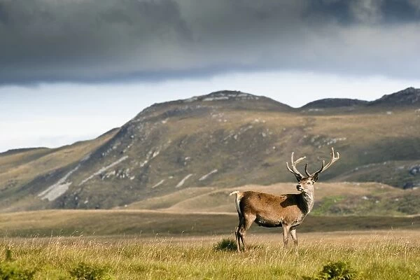 Isle Of Islay, Scotland; A Deer Standing In A Field