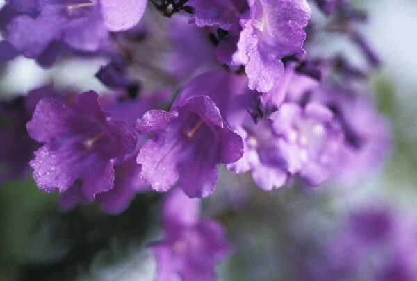 Jacaranda Fern Tree, (Jacaranda Acutifolia) Soft Focus, Purple Flowers