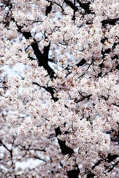 Japan, Cherry Blossom Season; Tokyo, Shinjuku Gyoen Park
