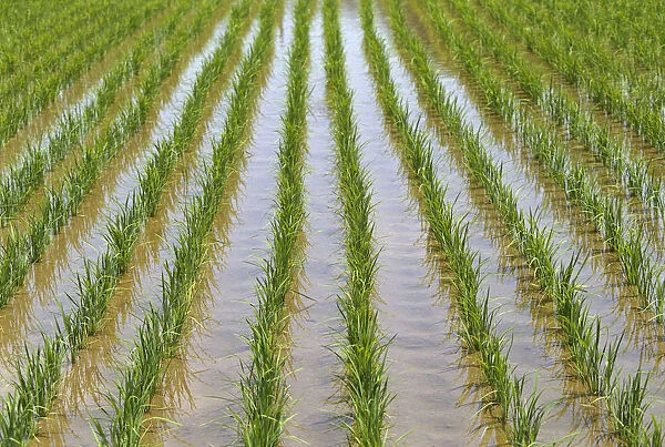 Japan, Kyushu, View Of Young Rice Shoots Growing In Rows In Large Field, Water