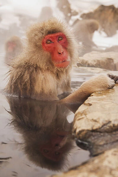 Japan, Nagano-ken, Yudanaka, Japanese Macaque (Macaca fuscata) soaking in hotspring pool in winter near Nagano, in mountains of central Japan