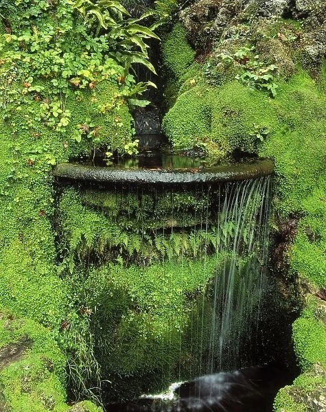 Japanese Garden, Powerscourt Gardens, Co Wicklow, Ireland; Fern And Moss Around A Fountain